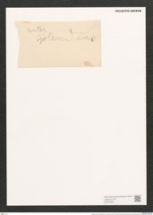 Synedra ulna var. chaseana B. W. Thomas (de-Toni-Nr.: Genus 66, Species 2584) Zeichnungen Sammlung Grunow (NHMW-BOT-W0373564)
